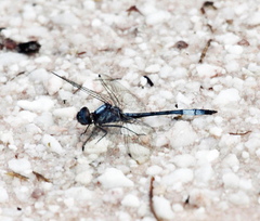 Macrothemis polyneura