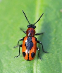 Crioceris quinquepunctata