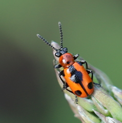 Crioceris quinquepunctata