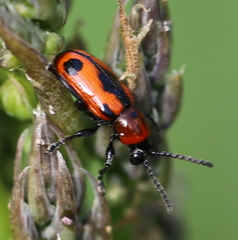 Crioceris quinquepunctata