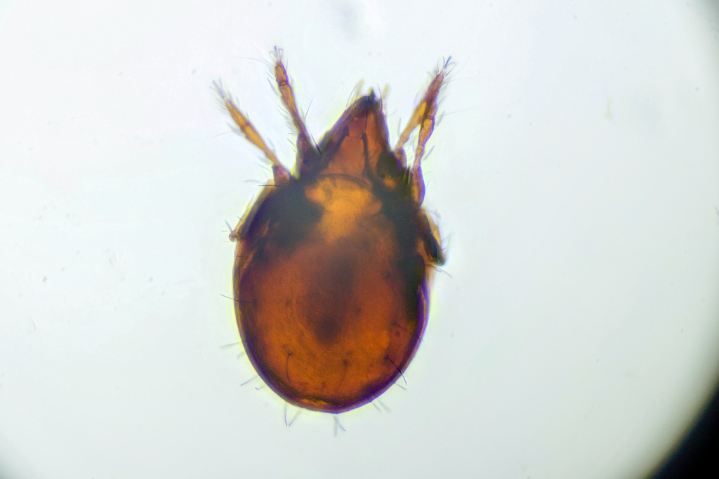 Melanozetes meridianus