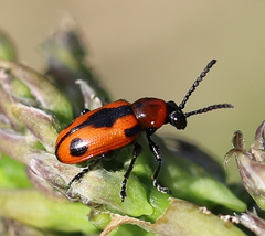 Crioceris quinquepunctata