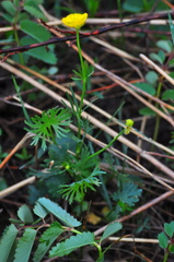 Ranunculus pedatifidus