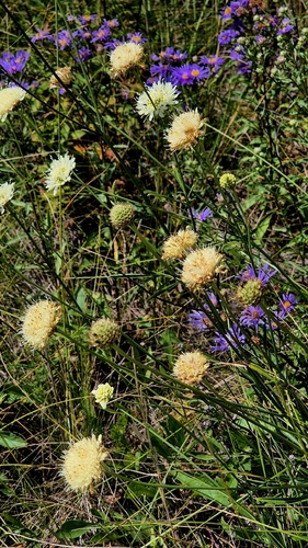 Cephalaria uralensis, photograph 5