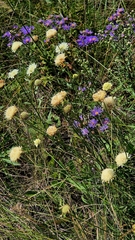 Cephalaria uralensis, photograph (c) Анна Митрошенкова, some rights reserved (CC BY)