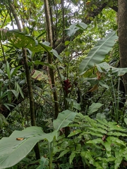 Heliconia caribaea, photograph (c) Guillaume Delaitre, some rights reserved (CC BY)