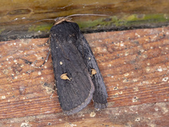 Proteuxoa cinereicollis