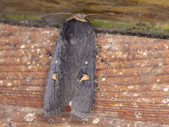 Proteuxoa cinereicollis