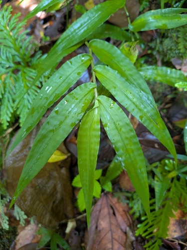 Ichnanthus pallens, photograph 2