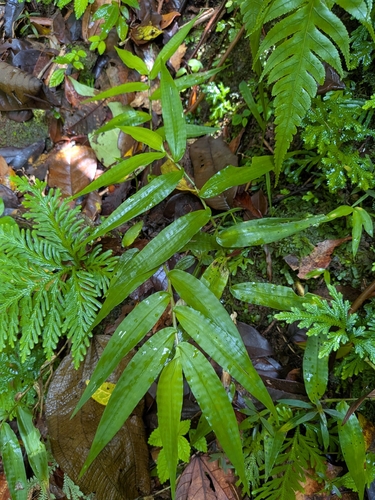 Ichnanthus pallens, photograph 3