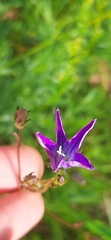Campanula patula