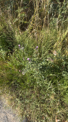 creeping thistle
