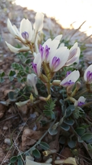 Astragalus chamaeleuce