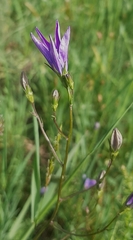 Campanula patula