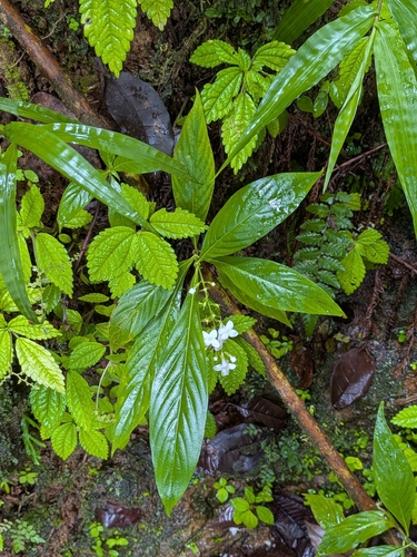 Gonzalagunia hirsuta, photograph 3