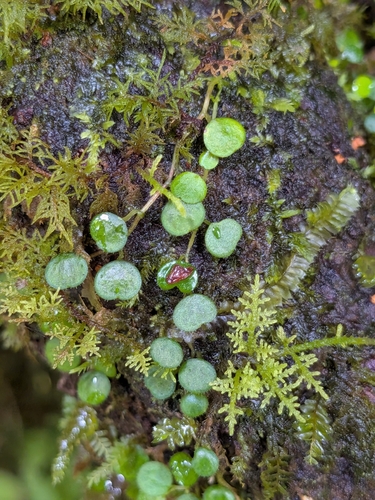 Peperomia emarginella