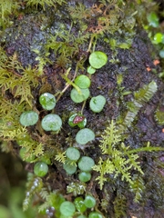 Peperomia emarginella