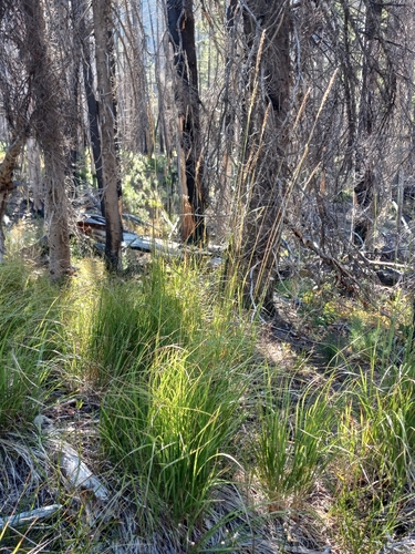 Calamagrostis rubescens