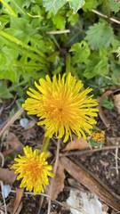 Taraxacum