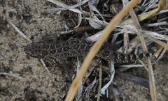 Pachydactylus maculatus