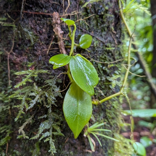 Peperomia glabella
