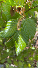 Fagus sylvatica