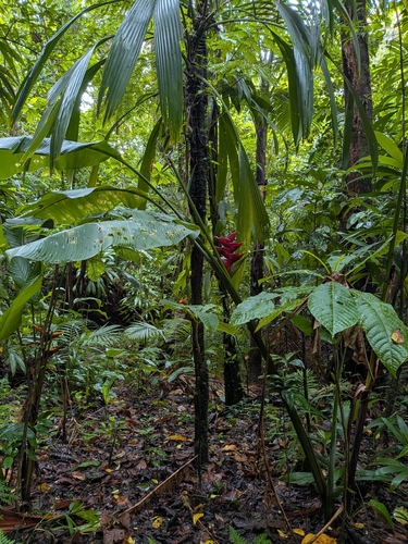 Heliconia caribaea, photograph 2