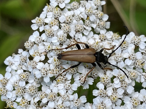 Red Pine Longhorn Beetle