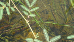 Ischnura capreolus