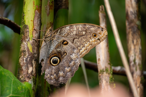 Caligo brasiliensis sulanus