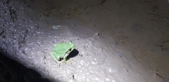 Hyla japonica