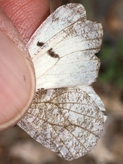 Anthocharis lanceolata