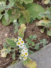 Heliotropium rotundifolium