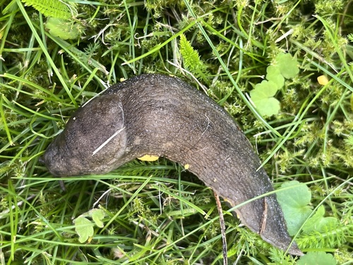 Ash-black Slug