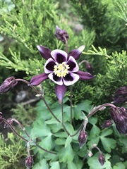 Aquilegia vulgaris