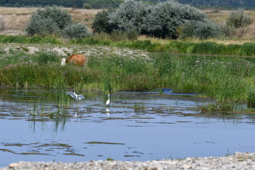 Little Egret