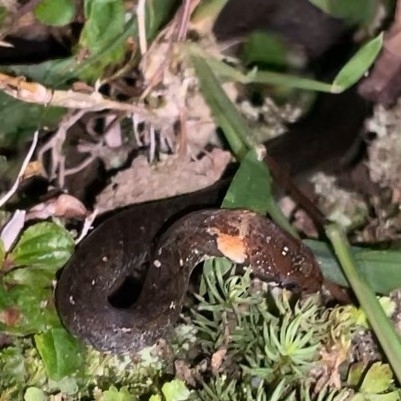 Pope's Keelback, Hebius popei