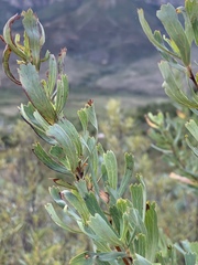Cliffortia cuneata