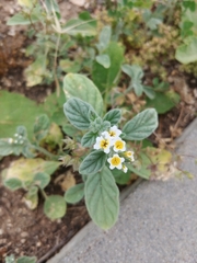 Heliotropium rotundifolium