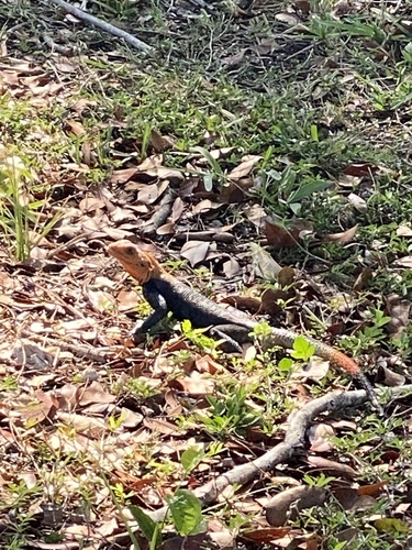 Cayo San Juan