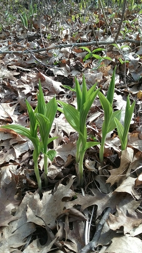 yellow lady's slipper