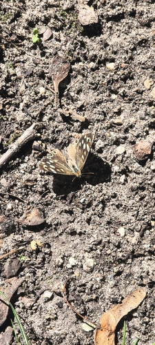 Speckled Wood