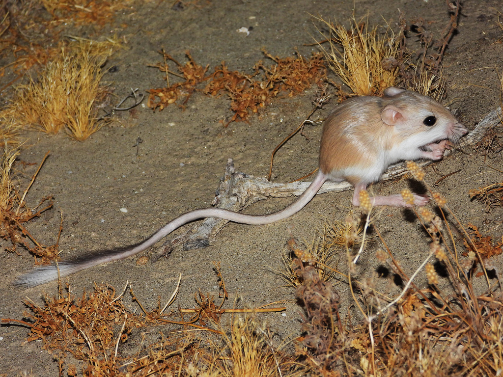 Desert Kangaroo Rat
