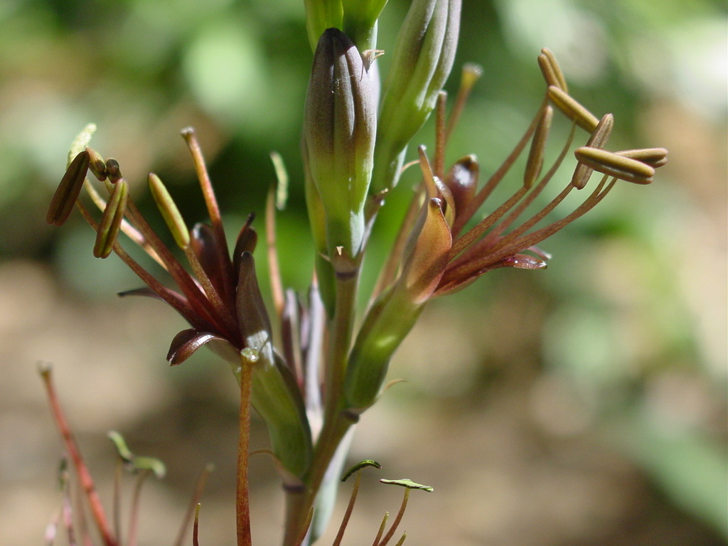 Manfreda rubescens