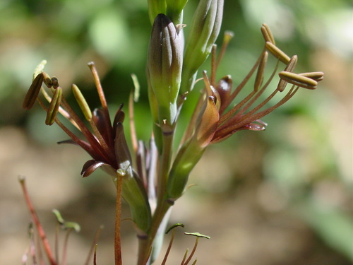 Agave pratensis