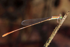 Tuberculobasis geijskesi