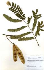 Albizia zimmermannii