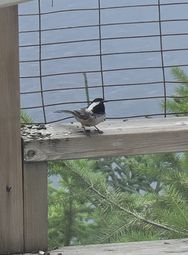 Black-capped Chickadee
