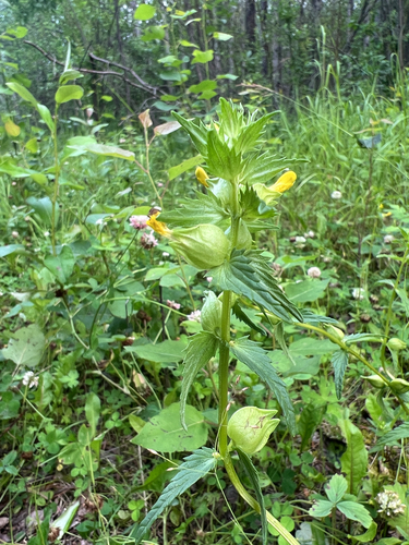 Little Yellow Rattle