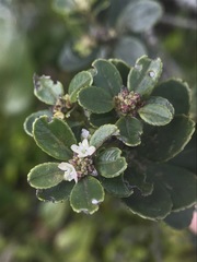 Ilex kunthiana